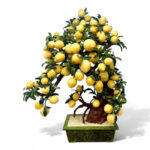 Cây Đào Thạch Anh Vàng 88 Quả Cao 128cm
